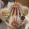 Uebelmannia_gummifera2